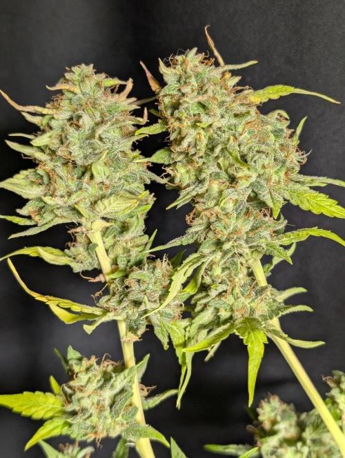 Frosted Guava Auto x2. Week 11