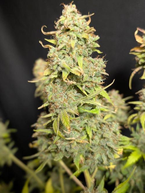 Frosted Guava Auto x2. Week 11