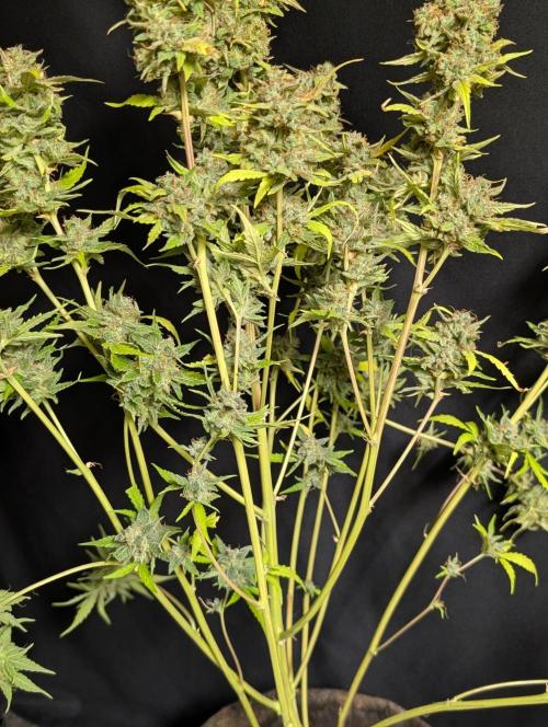 Frosted Guava Auto x2. Week 11