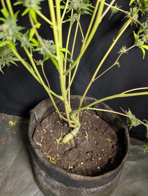 Frosted Guava Auto x2. Week 11