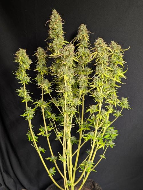 Sweet Mango Auto x4. Week 11 - 1