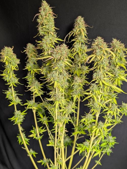 Sweet Mango Auto x4. Week 11