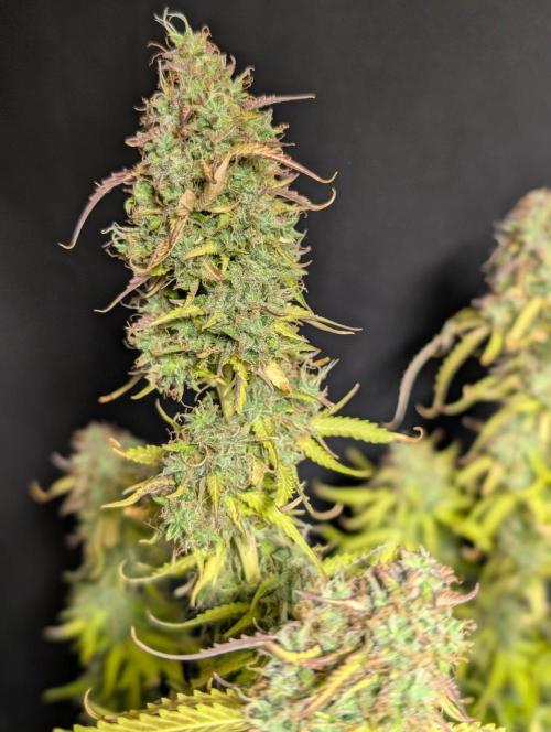Sweet Mango Auto x4. Week 11