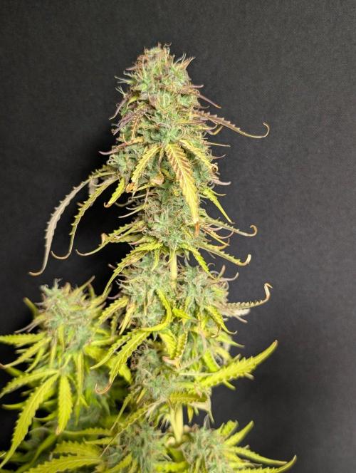 Sweet Mango Auto x4. Week 11