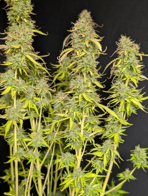 Sweet Mango Auto x4. Week 11