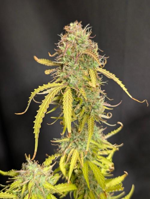 Sweet Mango Auto x4. Week 11