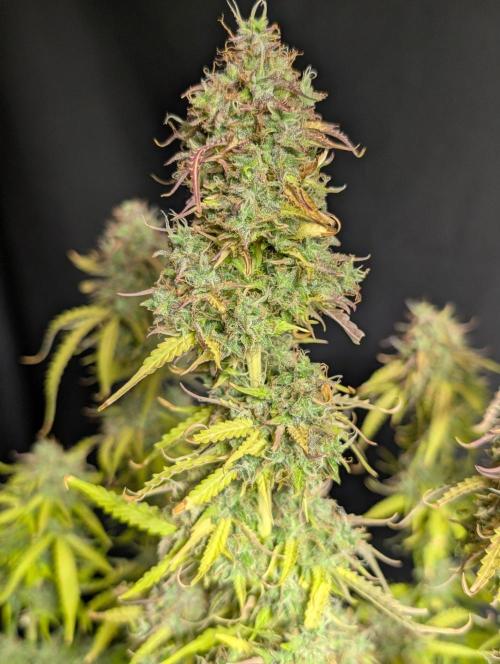 Sweet Mango Auto x4. Week 11