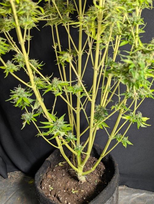 Sweet Mango Auto x4. Week 11