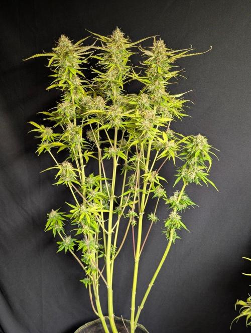 Sweet Mango Auto x4. Week 11 - 2
