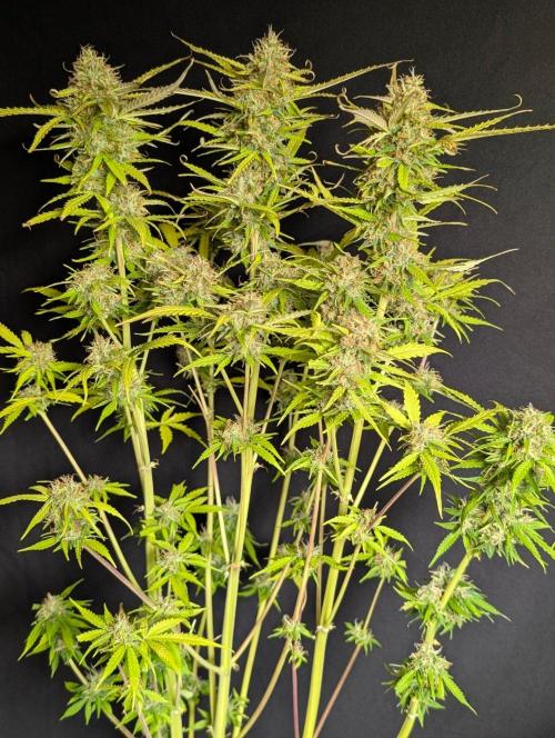 Sweet Mango Auto x4. Week 11