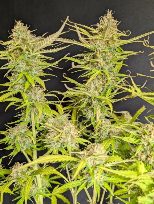 Sweet Mango Auto x4. Week 11