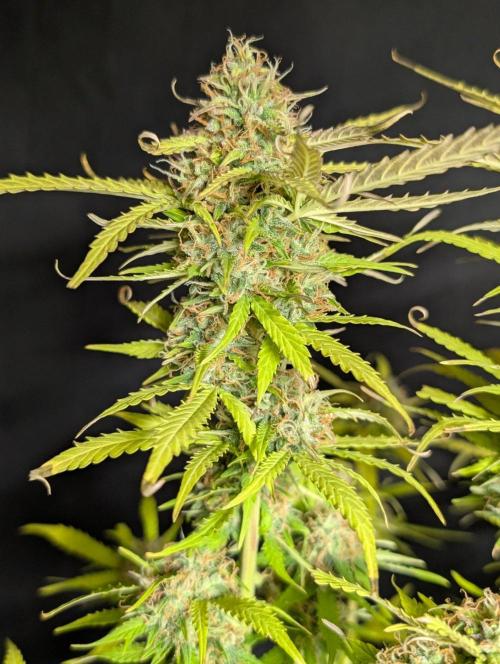 Sweet Mango Auto x4. Week 11