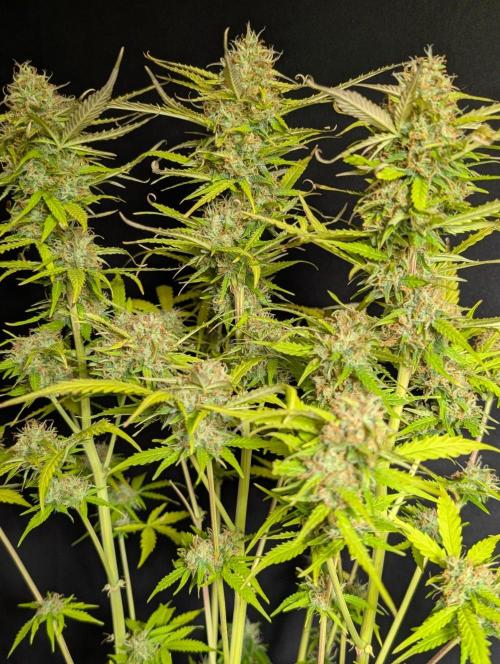 Sweet Mango Auto x4. Week 11