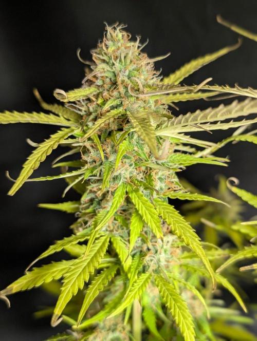 Sweet Mango Auto x4. Week 11