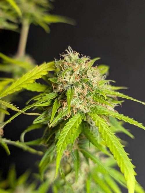 Sweet Mango Auto x4. Week 11