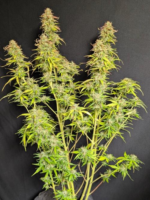 Sweet Mango Auto x4. Week 11 - 3