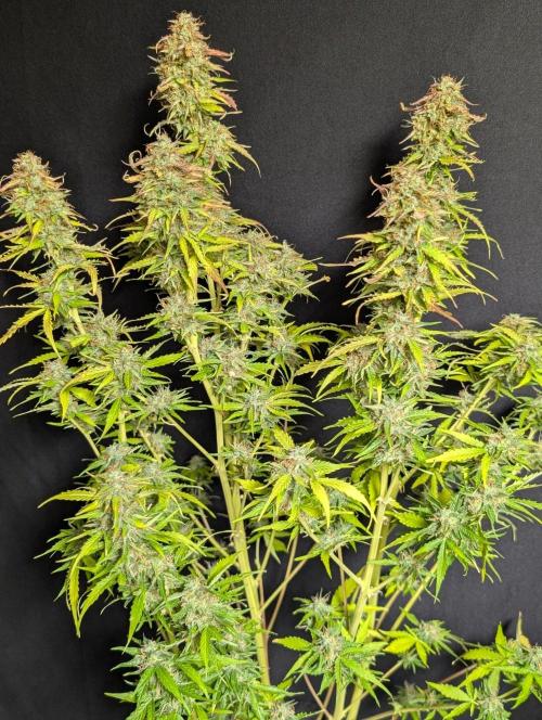 Sweet Mango Auto x4. Week 11
