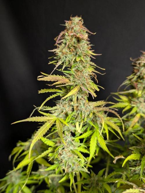 Sweet Mango Auto x4. Week 11