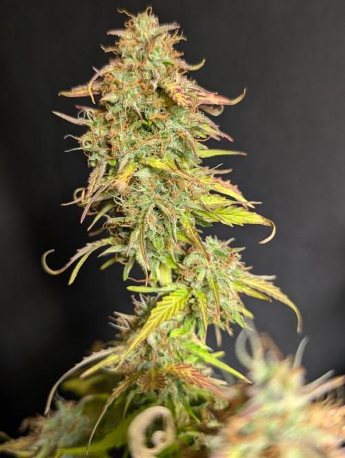Sweet Mango Auto x4. Week 11