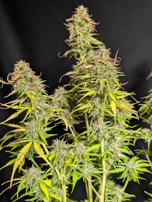 Sweet Mango Auto x4. Week 11