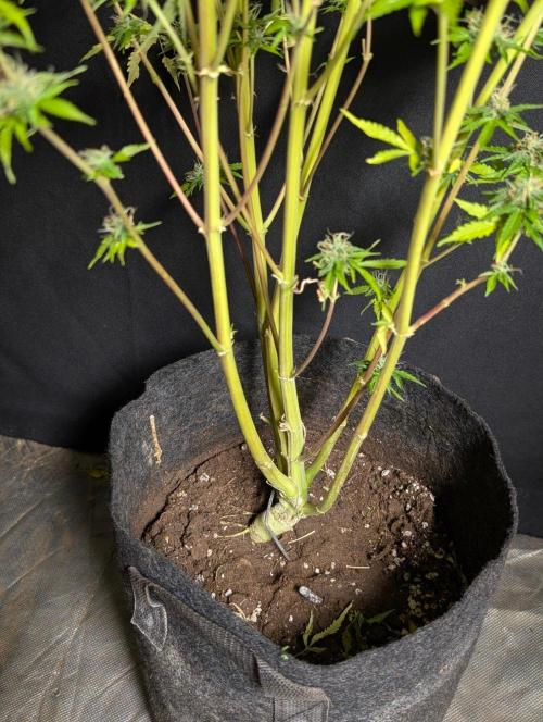 Sweet Mango Auto x4. Week 11