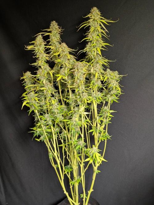 Sweet Mango Auto x4. Week 11 - 4