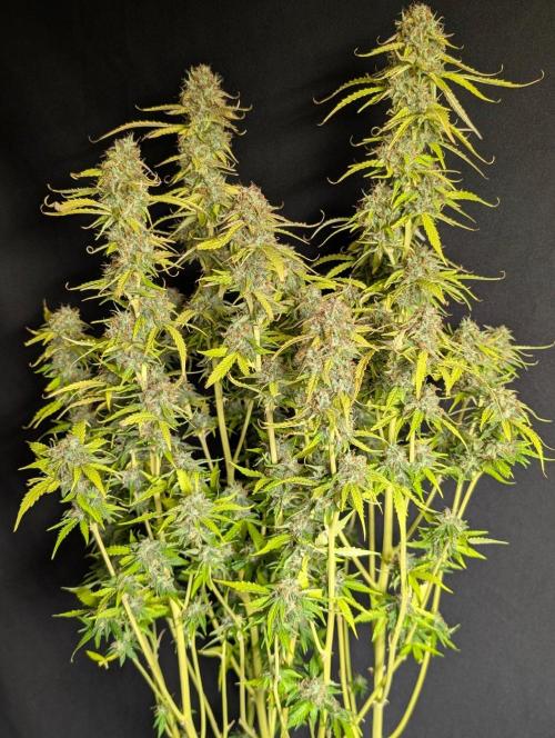 Sweet Mango Auto x4. Week 11