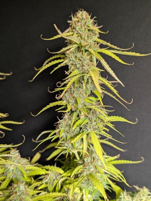 Sweet Mango Auto x4. Week 11
