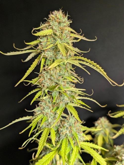 Sweet Mango Auto x4. Week 11