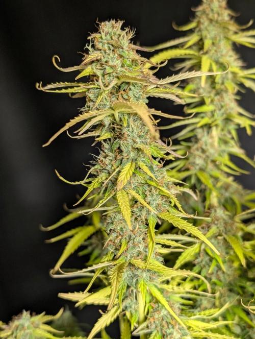Sweet Mango Auto x4. Week 11