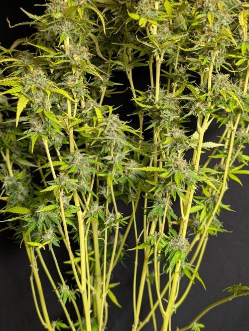 Sweet Mango Auto x4. Week 11
