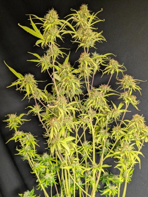 Sweet Mango x3. Week 11