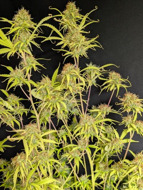 Sweet Mango x3. Week 11