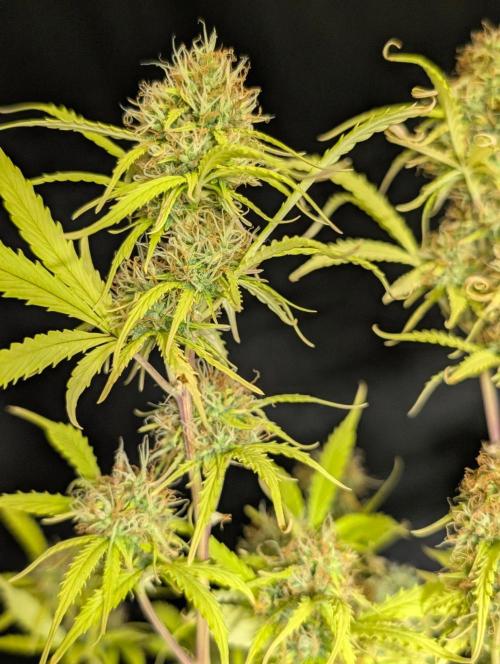 Sweet Mango x3. Week 11
