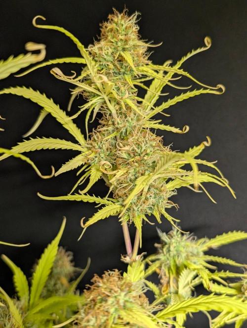 Sweet Mango x3. Week 11