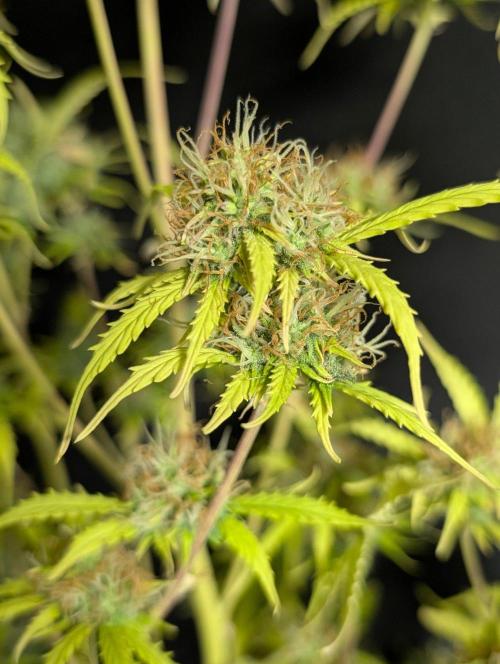 Sweet Mango x3. Week 11