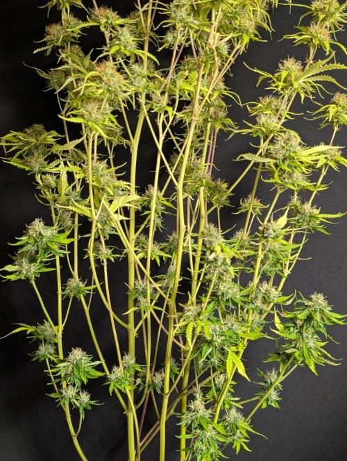 Sweet Mango x3. Week 11