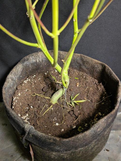 Sweet Mango x3. Week 11