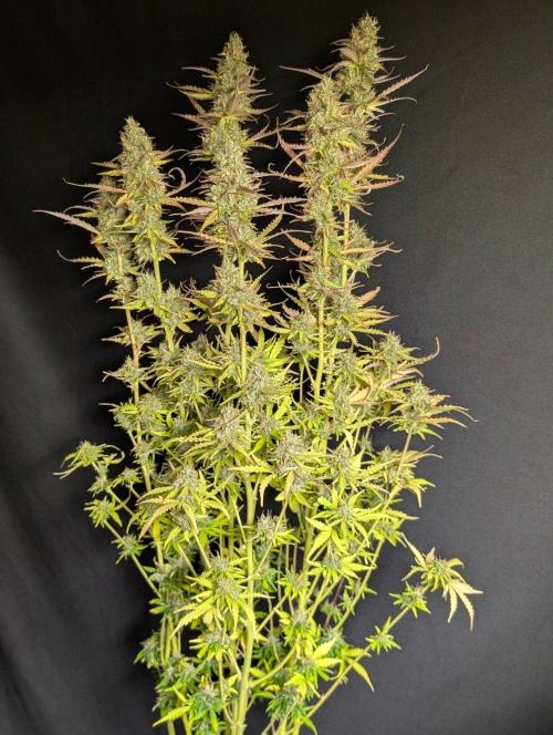 Sweet Mango x3. Week 11 - 2