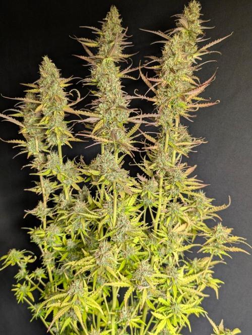 Sweet Mango x3. Week 11