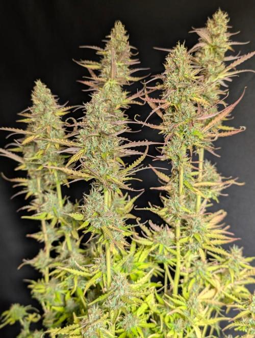 Sweet Mango x3. Week 11