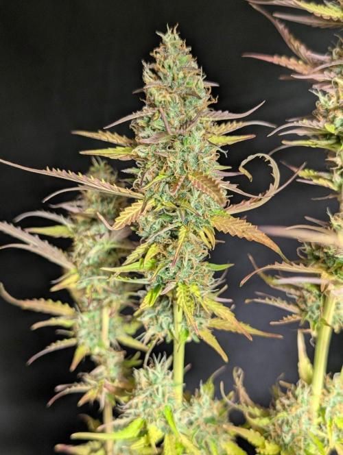 Sweet Mango x3. Week 11