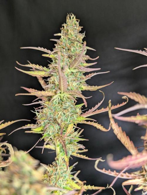 Sweet Mango x3. Week 11