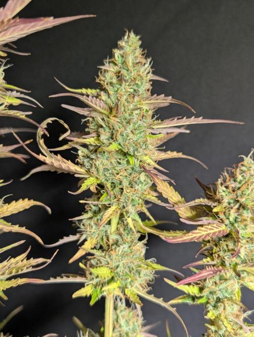 Sweet Mango x3. Week 11