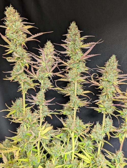 Sweet Mango x3. Week 11