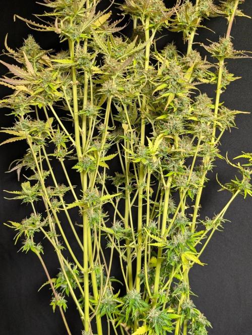 Sweet Mango x3. Week 11