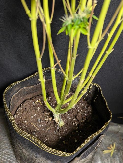 Sweet Mango x3. Week 11