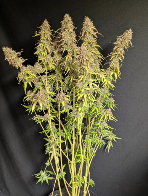 Sweet Mango x3. Week 11 - 3