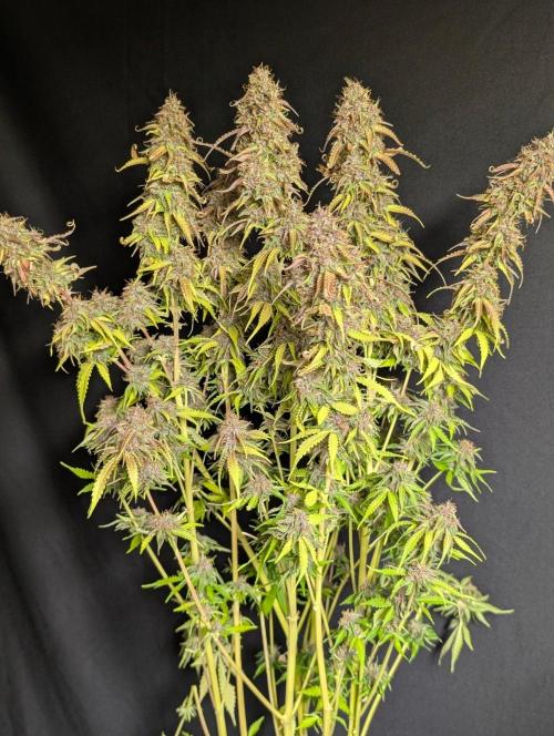 Sweet Mango x3. Week 11