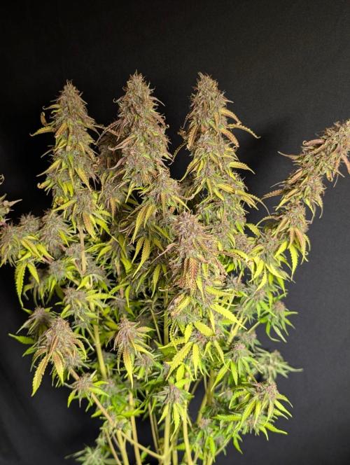 Sweet Mango x3. Week 11
